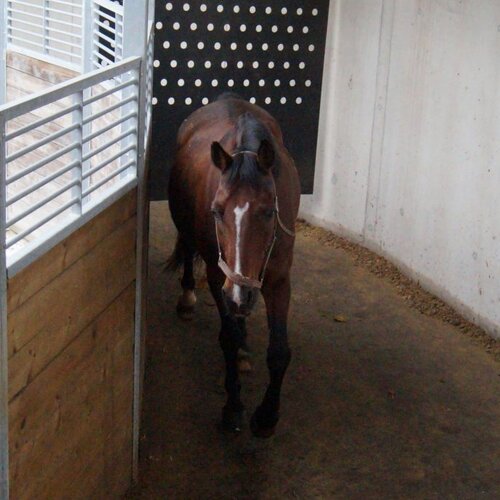 Ring-Gliding Horse Walker, 16,5m, 6 Horses, Family Borst, Germany